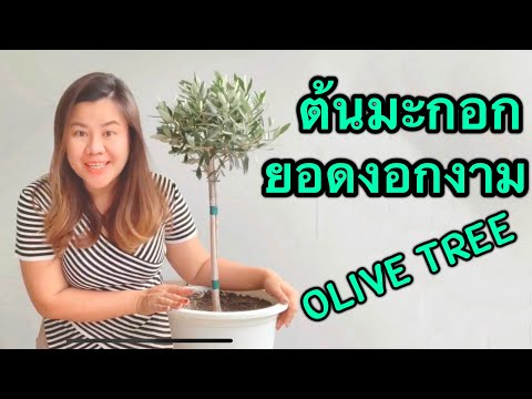 วีดีโอ: โซน 9 ต้นมะกอก : ดูแลมะกอกในสวนโซน 9