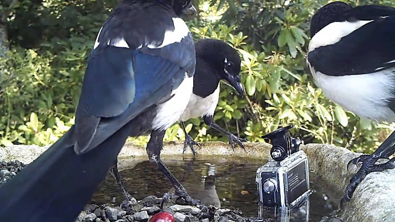 Junge Elstern entdecken Gopro Hero 3   © Lothar Lenz