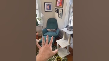 These Cats Are Couch Potatoes