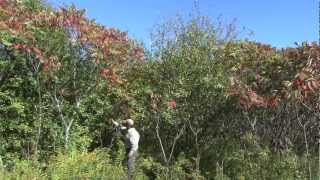 Survival Food The Amazing Sumac