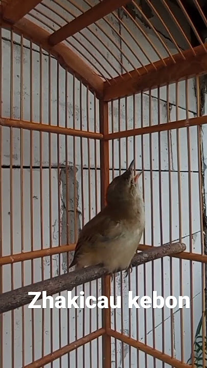 kerakbasi alis putih ngotot bangat bunyi nya