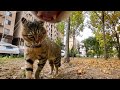 Cat with gopro fights and asserts dominance  compilation douyin