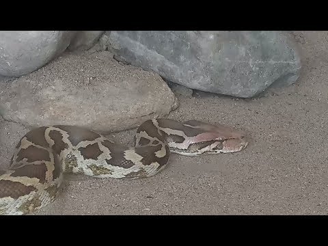 Burmese Python Snake - Pets Discovery TV