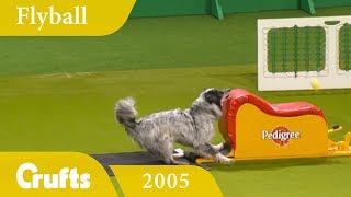 Flyball Team Final from Crufts 2005 | Crufts Dog Show