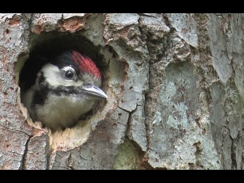 Video: Der Buntspecht ist ein geschickter Vogel