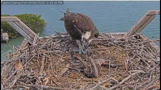 2024 05 06 Captiva Osprey Cam