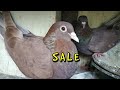 Garia madrasi pigeon sale