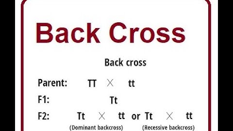 Backcross Test | A Breeding Technique | 2024