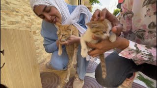 Mama cat and her kittens are very friendly and need food.