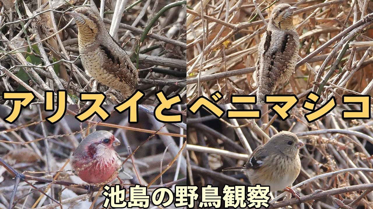 「アリスイとベニマシコ」どっちも撮影したい😃池島の野鳥観察！