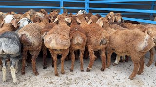 🔥 250-BOSH ARASHAN EDILBAY QO‘ZILAR KELDI! 🐑