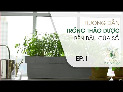 Video: Cách Trồng Vườn Thảo Mộc Bên Cửa Sổ Trong Nhà