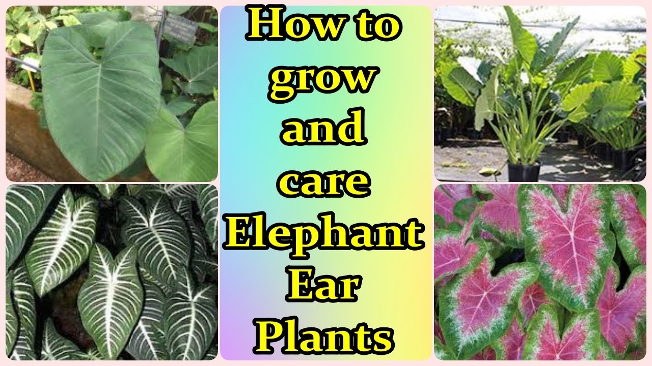 How to grow Elephant Ear plants | Colocasia Plants |Alocasia plants