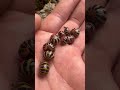 A small group of candy pill millipedes rhopalomeris carnifex insects millipede nature