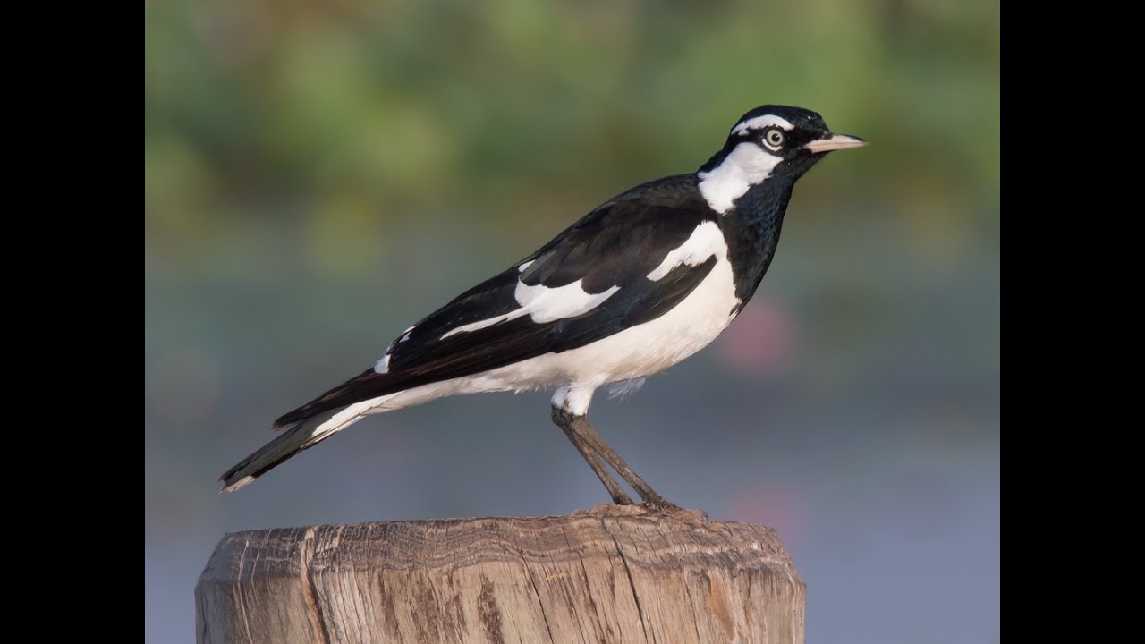 PEGA AUSTRALIANO, PÁSSARO AUSTRALIANO/ AUSTRALIAN CATCH, AUSTRALIAN BIRD YouTube