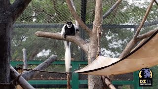 Darby The Black and White Colobus Vocalizing