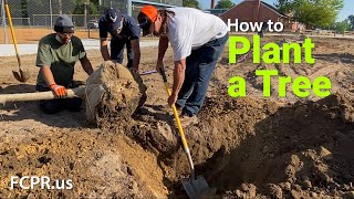 How To Plant a Tree -  Fayetteville-Cumberland Parks and Recreation