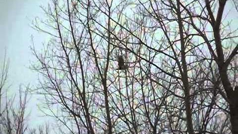 Amazing slow motion video of young Bald Eagle in flight (Part 1)