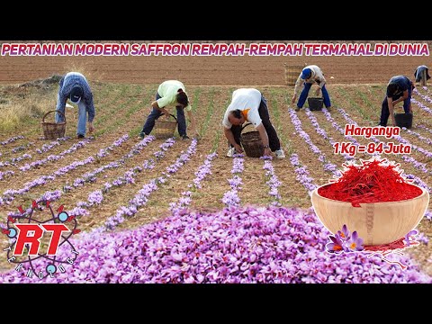 Video: Memanen Saffron Crocus - Kapan Dan Cara Memanen Saffron