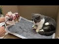 The pregnant dwarf cat gave birth to 5 kittens - the end.