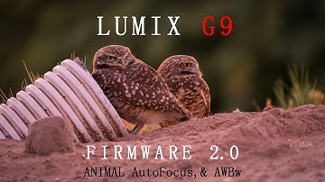 Lumix G9 Firmware 2.0 Test: Animal Detect AF