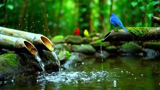 🔴Relaxation Music with Water Sounds 🌿 Meditation Spa Music for Stress and Anxiety Relief