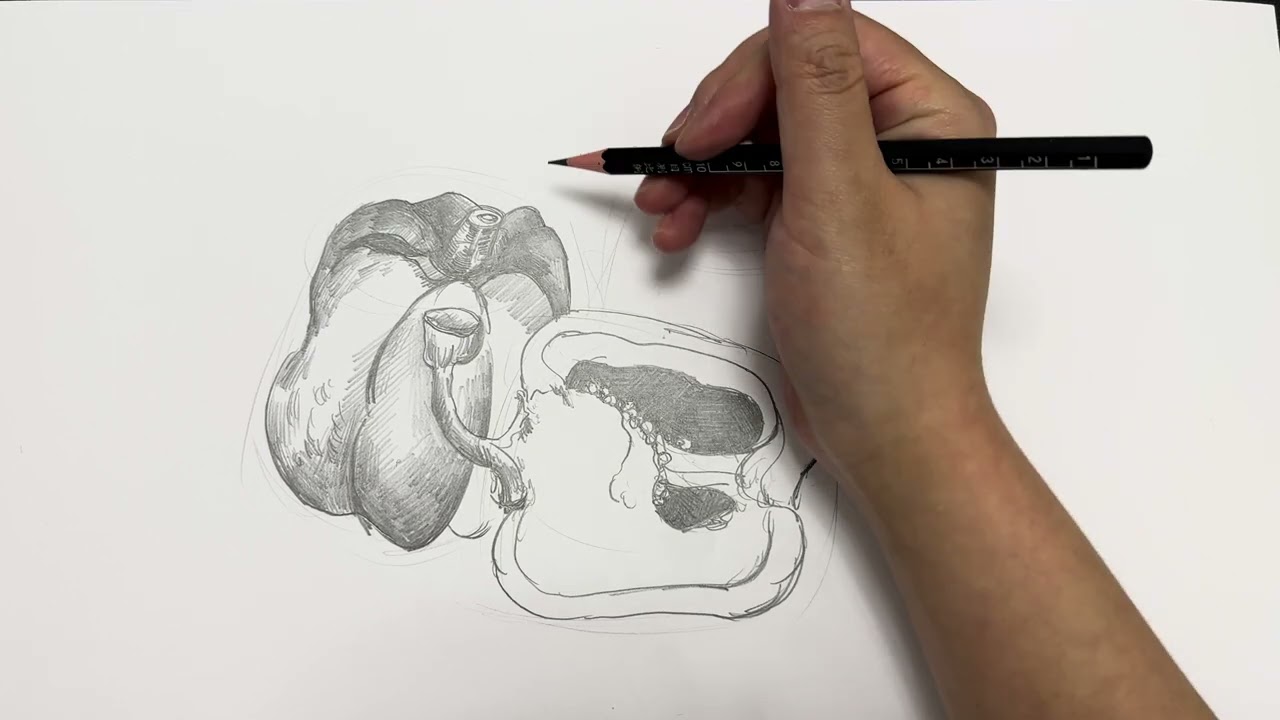 Green pepper sketch|ピーマンのスケッチ|青椒素描|ASMR|background,healing,decompression,背景ビデオ、ホワイトノイズ、解凍、学习背景、疗愈解压