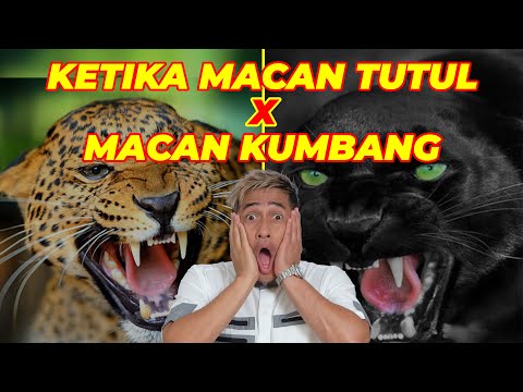 KETIKA MACAN TUTUL X MACAN KUMBANG