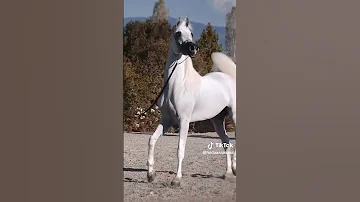 سبحان من خلق وسوا 