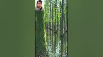 new nature short nature trees short video #naturebeauty #nature #naturelovers