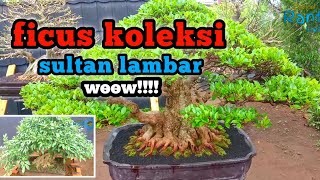 Sultan Lambar Koleksi Bonsai Berkelas Ficus Sultan Lambar