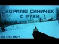 Кормлю синичек с руки. Ручные птюшки