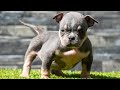 Camada Nueva Hijos de Givenchy (American Bully)