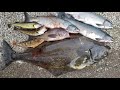 Multi-species Kayak Fishing Catch & Cook: Halibut, Salmon, Rock Fish - Kayak fishing Alaska