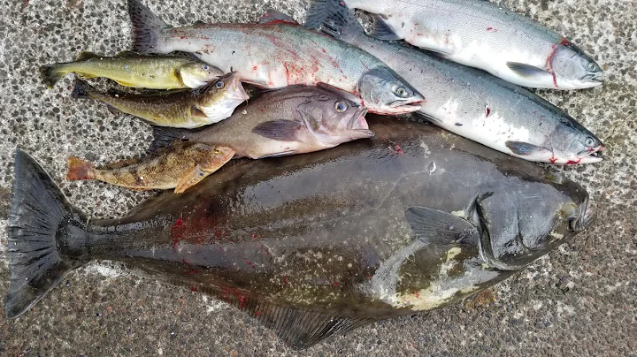Multi-species Kayak Fishing Catch & Cook: Halibut, Salmon, Rock Fish - Kayak fishing Alaska