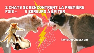 PREMIÈRES RENCONTRES ENTRE DEUX CHATS TOP 5 erreurs