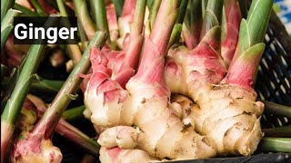How to growing ginger at home.