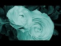 Miniature de la vidéo de la chanson Lotus Love - Heart Centre