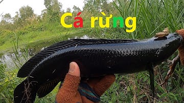 Hugo đen hết cở 1.25kg | Săn Hugo cá lóc đen U Minh Thượng (Tập 6)