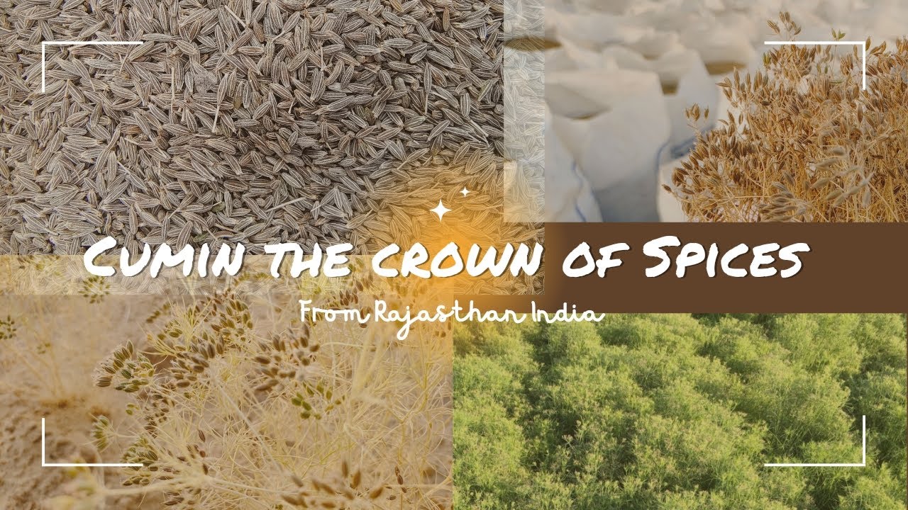 Cumin the crown of Spices from Rajasthan India YouTube