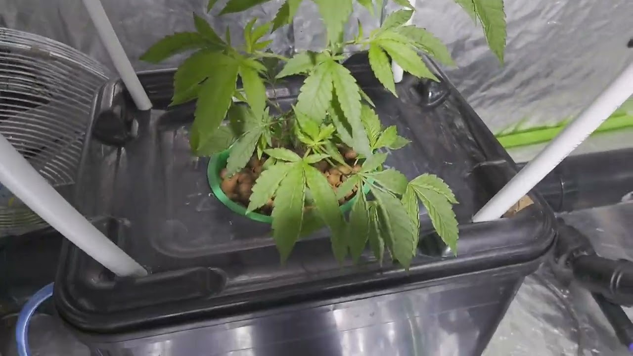 ZOWAHH @karmagenetics WEEK 1, VEG ,DIFFERENT PHONEOS, RDWC GROW PH , EC PERFECT!