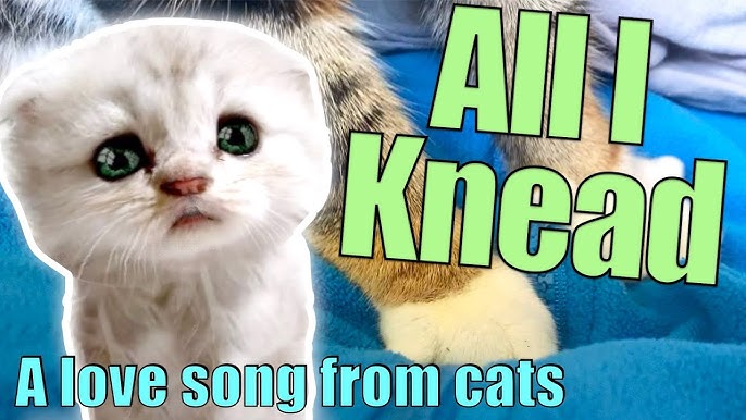 Cats' revival to feature a rapping cat, because this is the world we live  in now