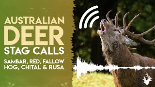 Australian Deer Stag Calls Sambar, Red, Fallow, Hog, Chital & Rusa Croaks, Honks, Barks & Roars!