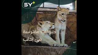 أول حديقة للحيوانات تفتح أبوابها في مدينة الدانا شمالي إدلب