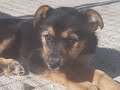 Hundehilfe Motril ❤️MONA❤️sucht ihr Zuhause