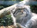 Manul manni  tierpark dessau  part 3