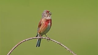 افضل تغريد طائر التفاحي (روج قورج) chant  ninou