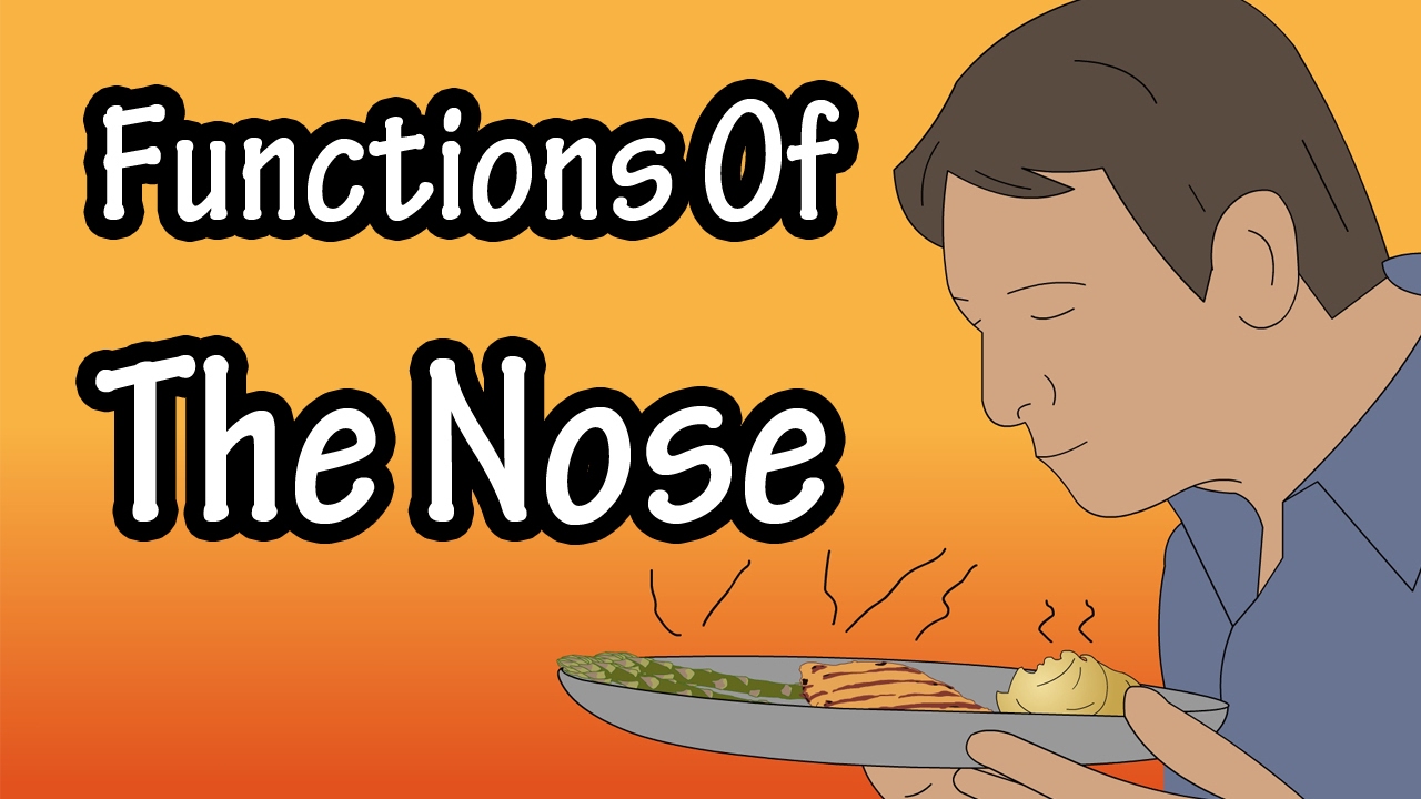 Parts Of The Human Nose And Their Functions