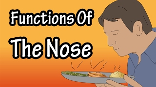 The Nose - Functions Of The Nose - How The Nose Works