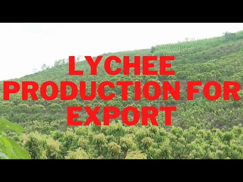 Grows lychees for export, produces lychees in an organic way, ensuring product quality process- NEC Grows lychees for export, produces lychees in an organic way, ensuring product quality process- NEC